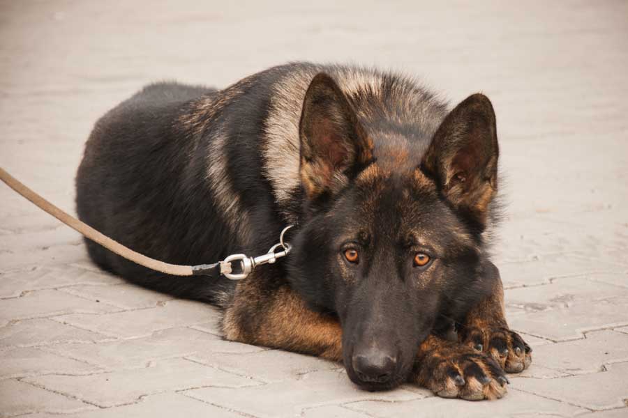 See Dog Shows